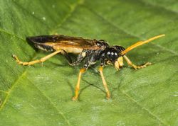 Bladhveps tenthredo campestris